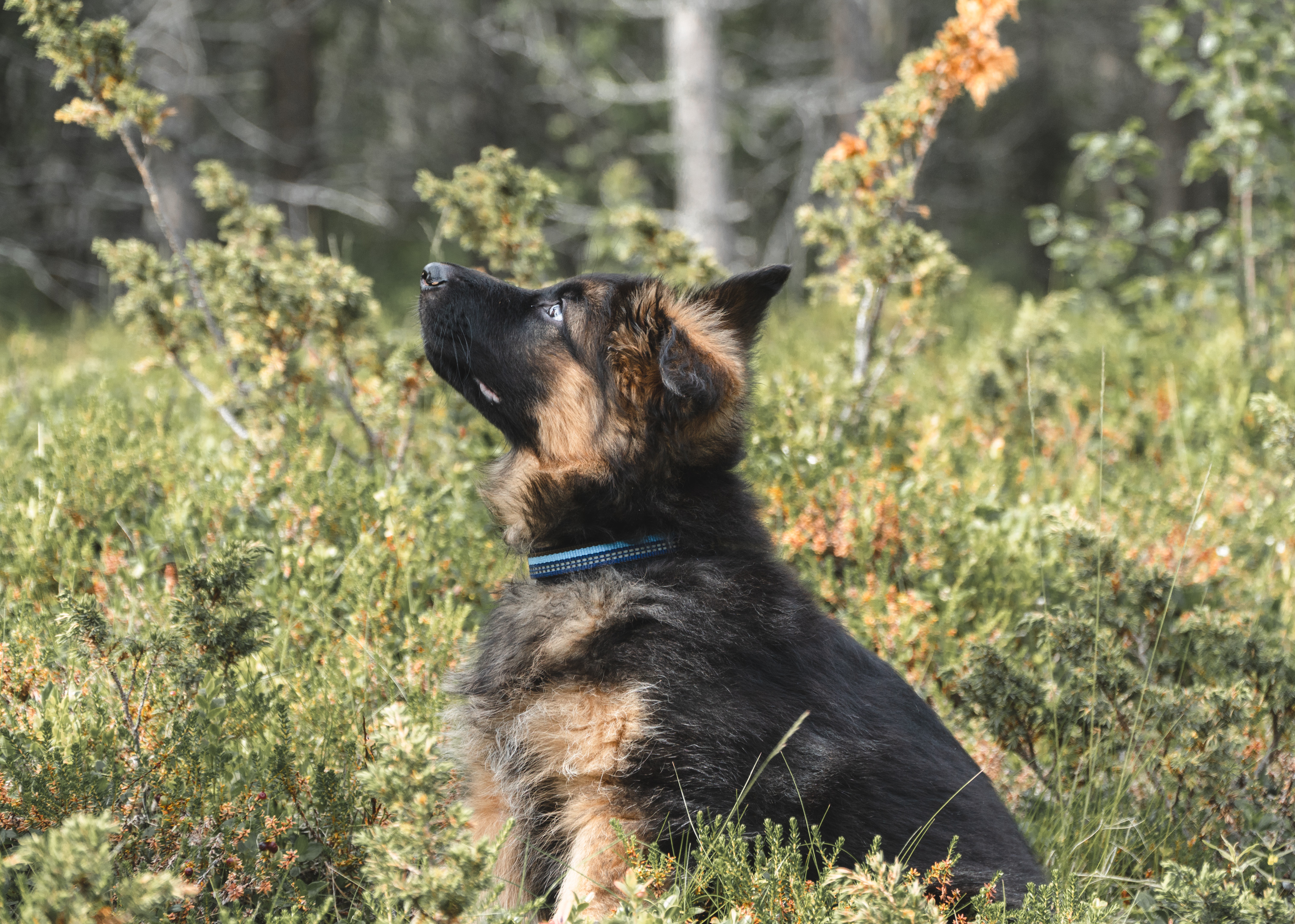 A picture of a german shepherd